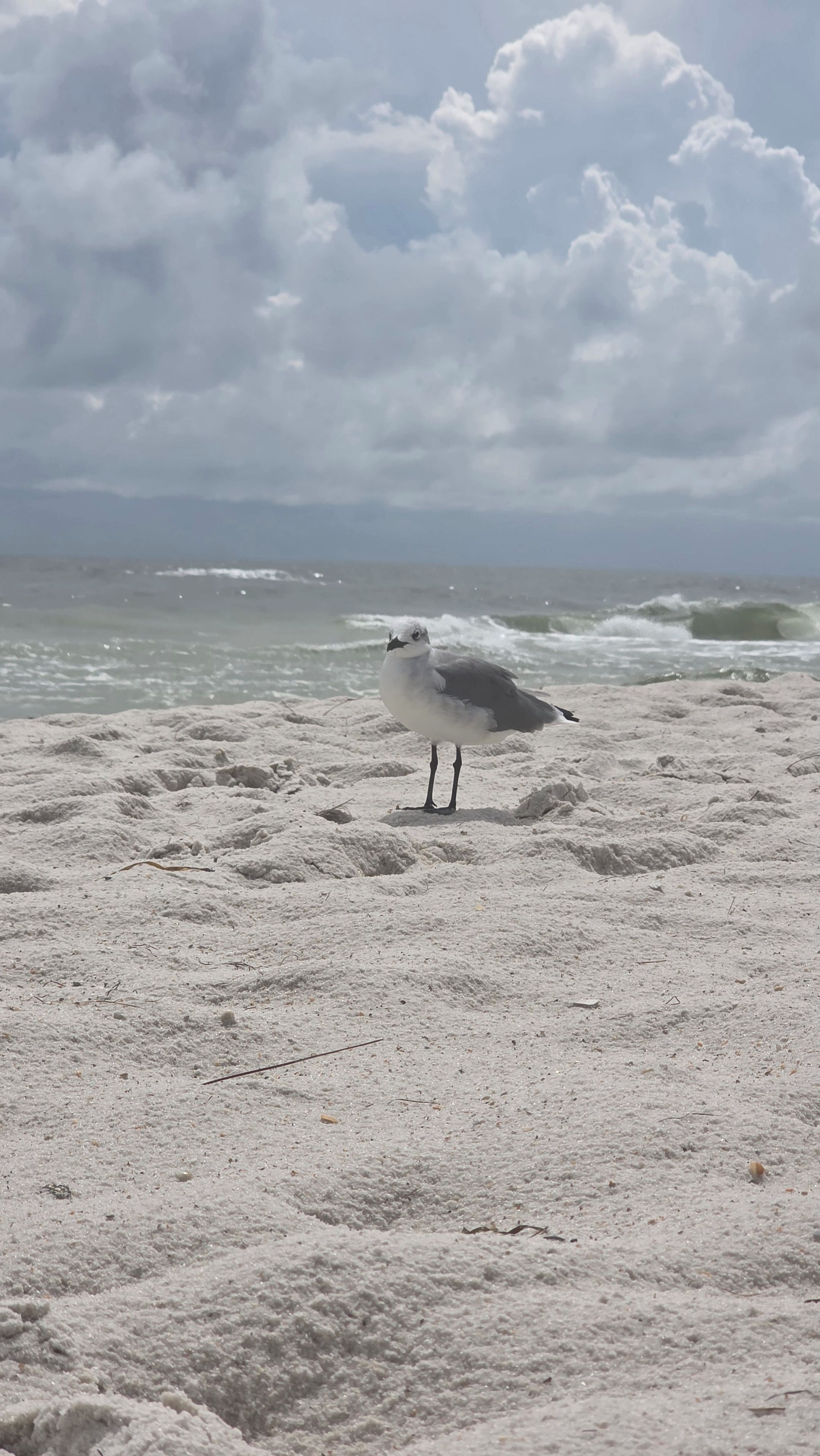Ein Vogel steht auf einem sandigen Strand, im Hintergrund sind Wellen zu sehen.