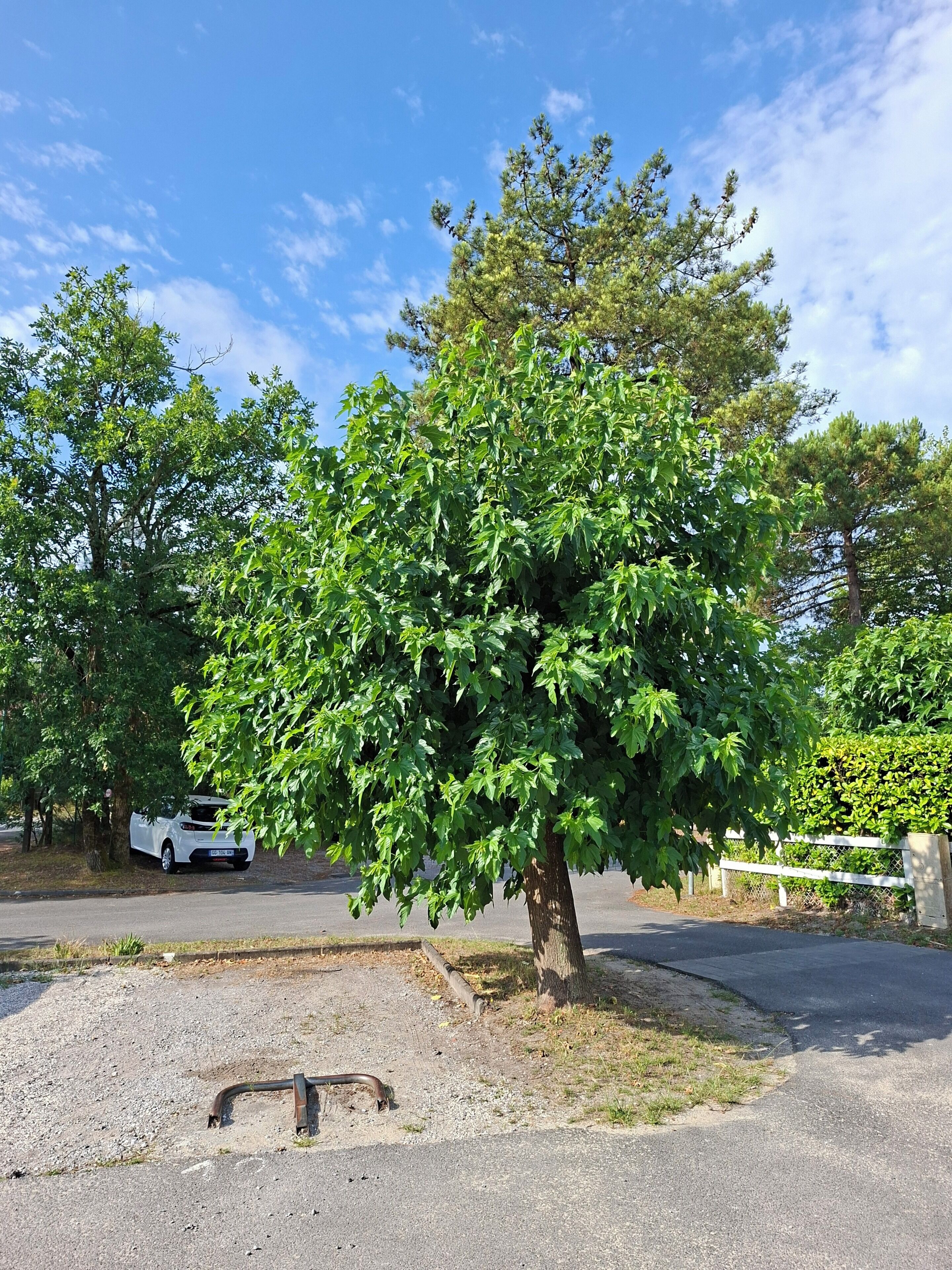 A tree-lined parking area with a white car parked under a tree.