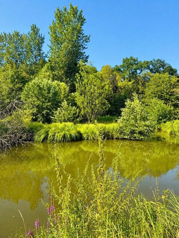 Un paysage naturel comprenant une étendue d’eau, une végétation luxuriante et des arbres.