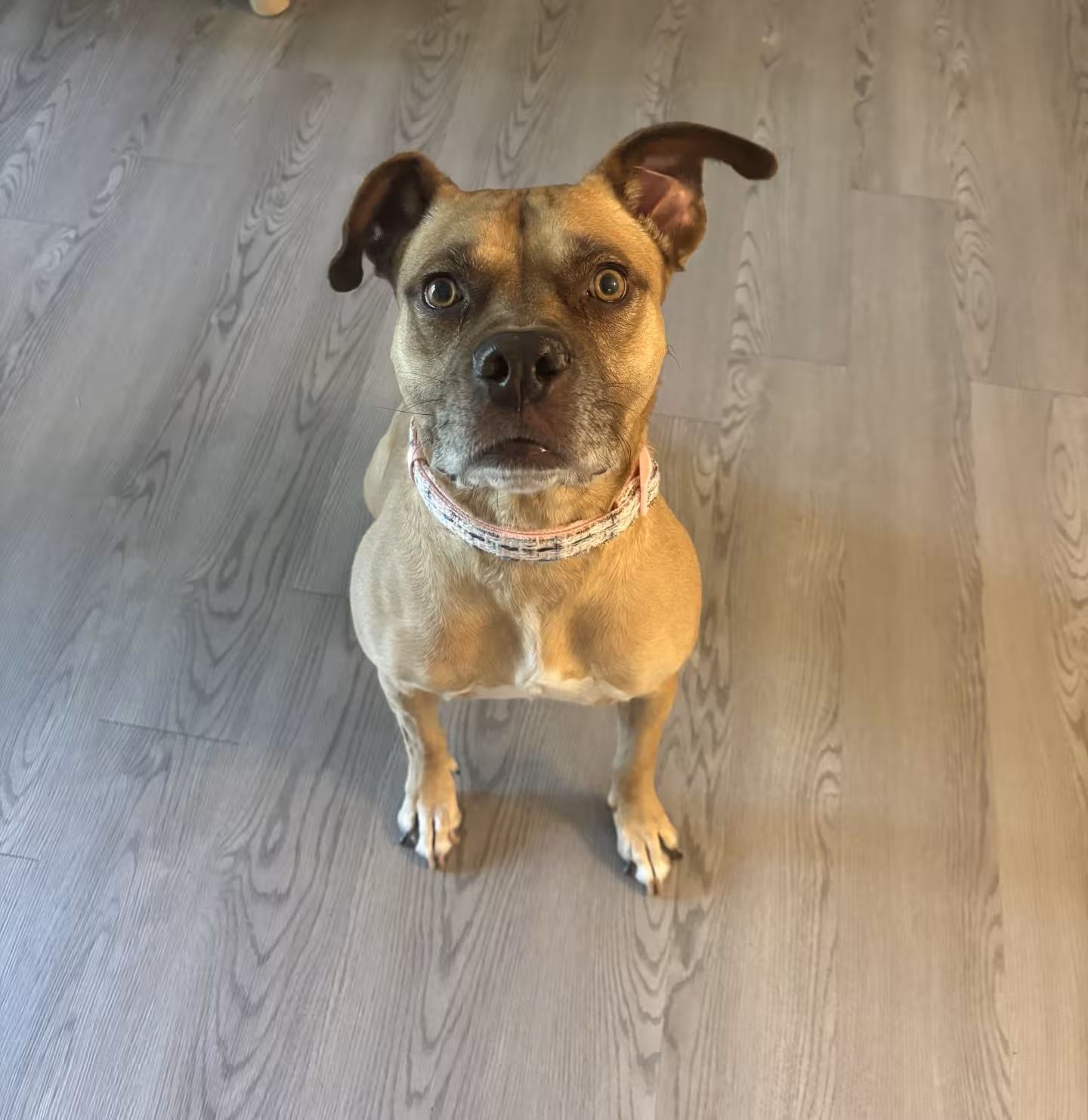 A dog standing on a wooden floor.