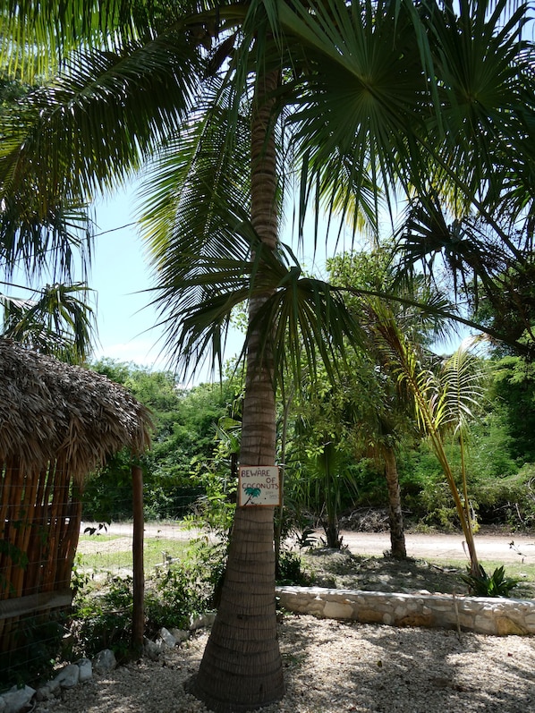 A palm tree with a sign warning of coconuts, surrounded by greenery and a thatched structure.