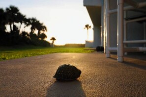A turtle on a paved surface with a building and trees in the background. - Step into the Beach Winds / Ocean Breeze Patio (Cocoa Beach)