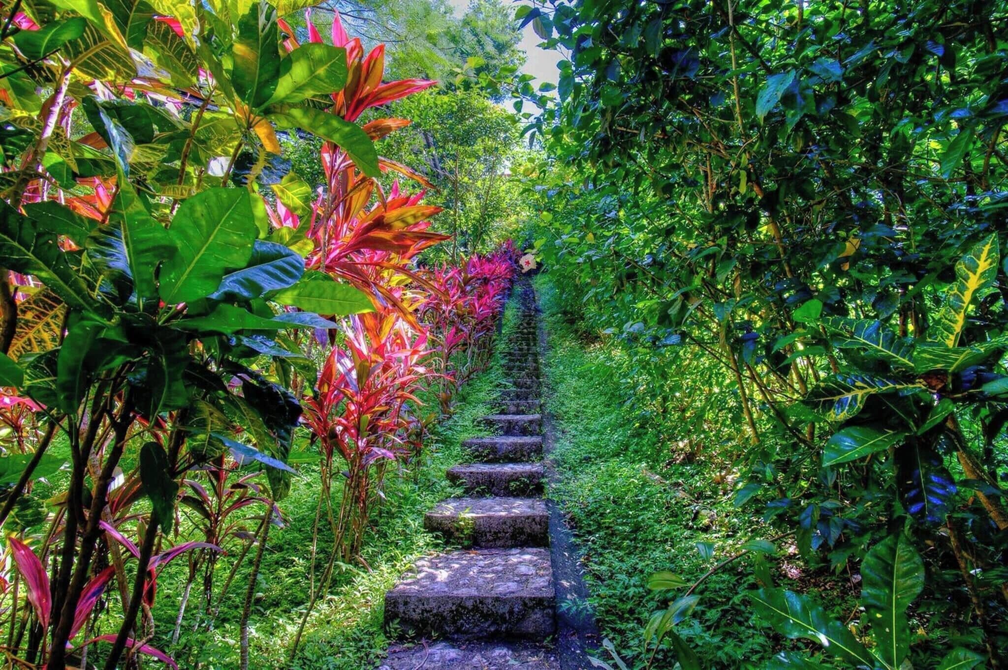 Una escalera de piedra rodeada de exuberante follaje y plantas tropicales.