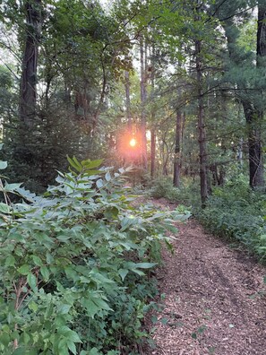 A forest path with dense foliage and trees.