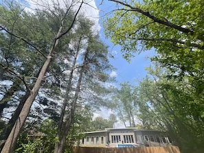 A house surrounded by tall trees with a clear sky above.