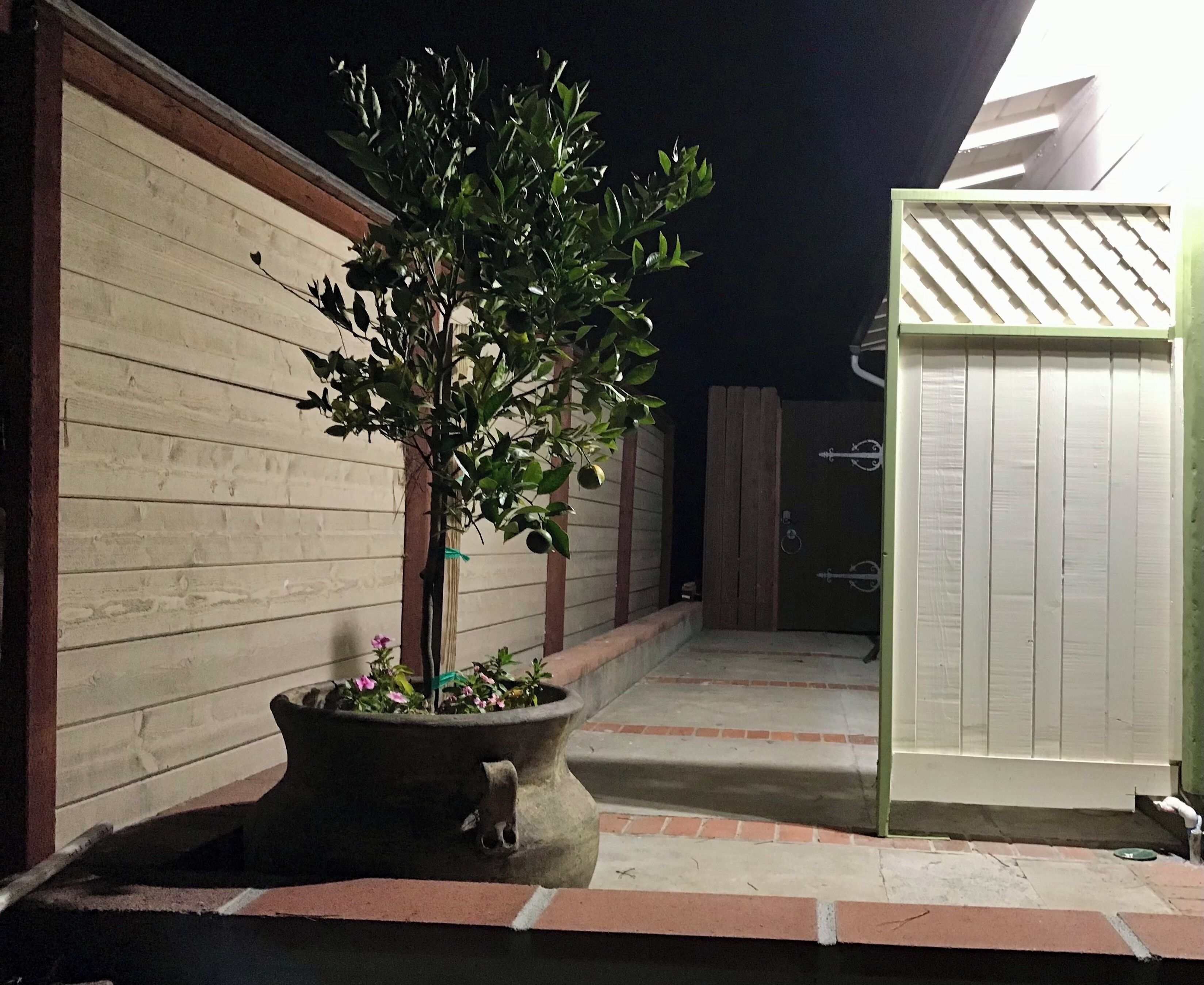A nighttime outdoor area with a potted plant, a door, and a wall.