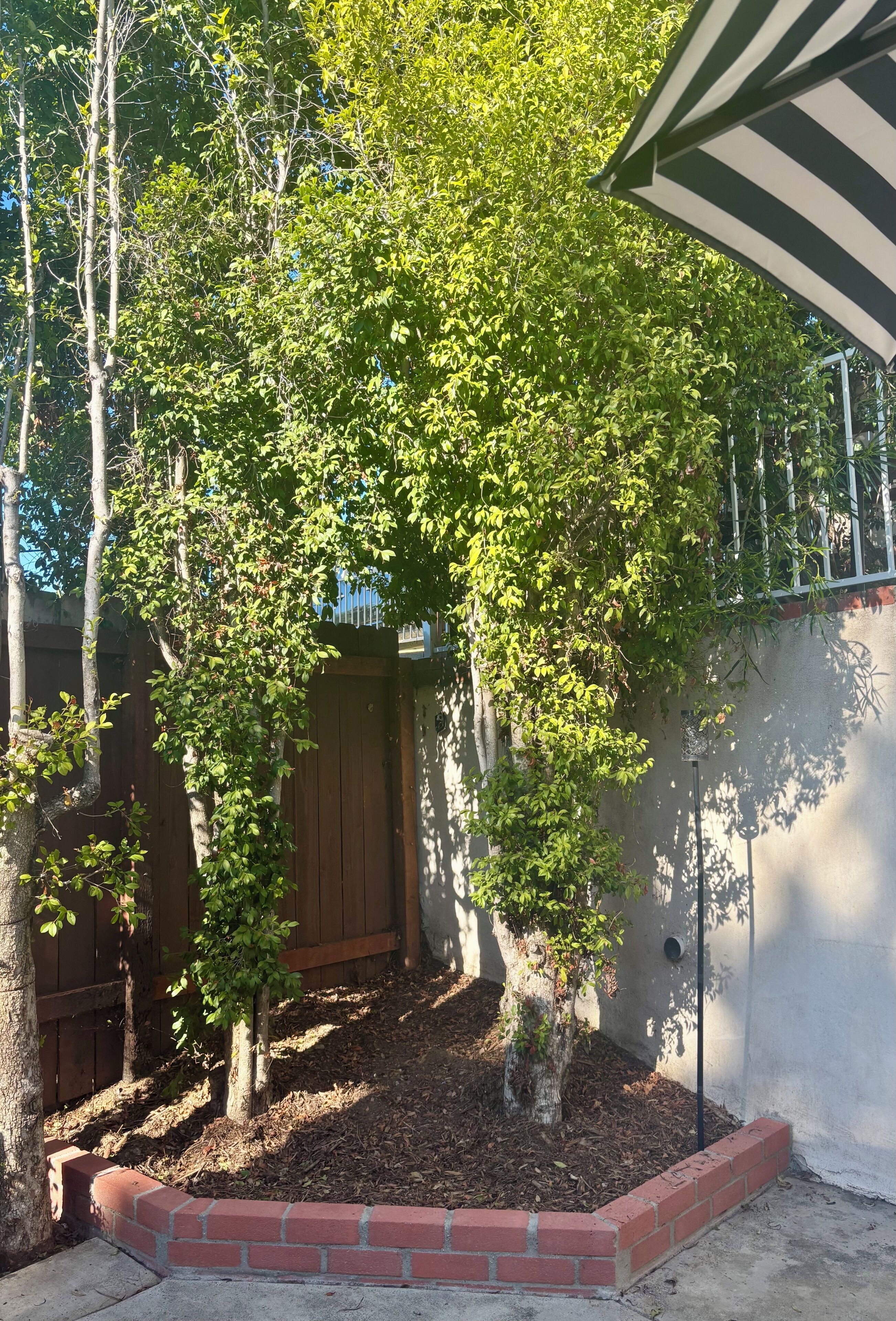 A garden with a wooden fence, a brick border, and a metal gate.