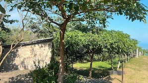 A garden with a tree, a stone wall, and a grassy area.