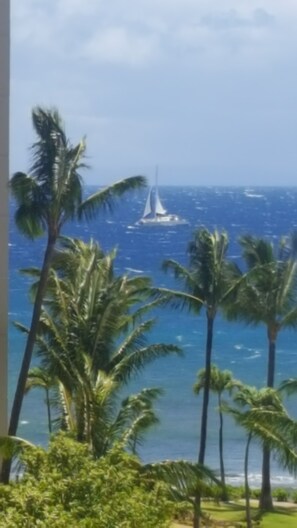 A view of the ocean with a sailboat in the distance, surrounded by palm trees. - Ocean View of Molokai  - 1-bedr / 1 bth remodeled on 6th floor Kaanapali Shores (Lahaina)