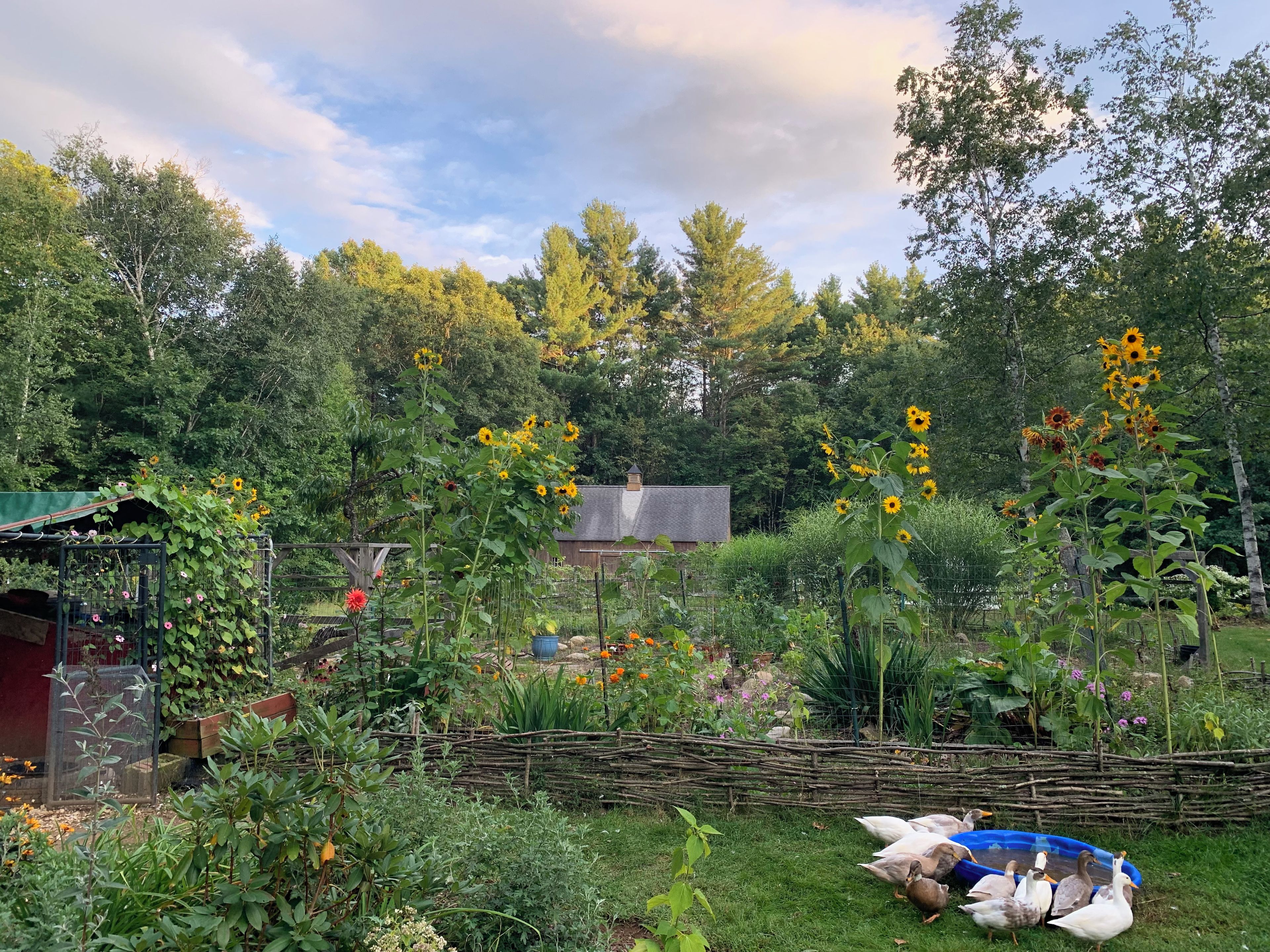 Un jardín con diversas plantas y una valla de madera.