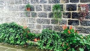 A stone wall with potted plants and greenery. - Tengchong Yinghe sightseeing Inn (Tengchong)