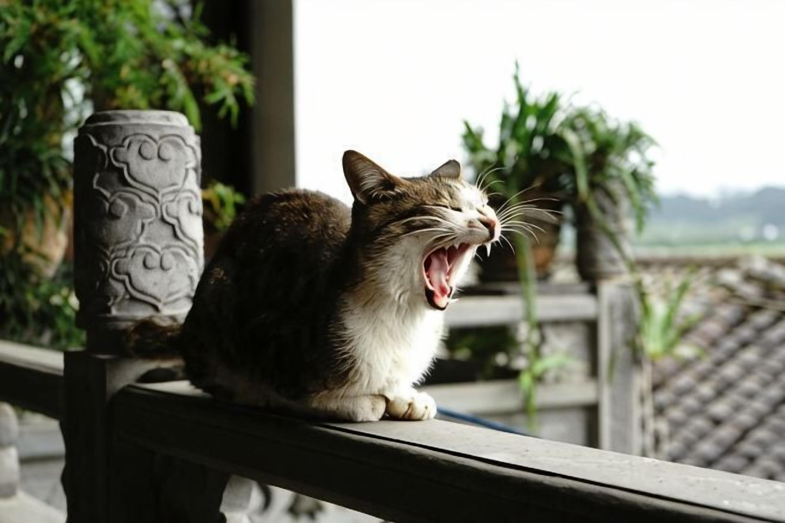Un gato sentado en la barandilla de un balcón.
