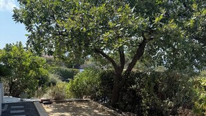 Ein gepflasterter Weg mit Bordstein, umgeben von dichter Vegetation und Bäumen.