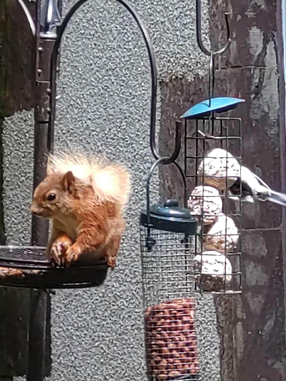 A squirrel on a metal perch with a wire cage containing eggs in the background.