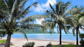 A beach with palm trees, a clear sky, and calm water.