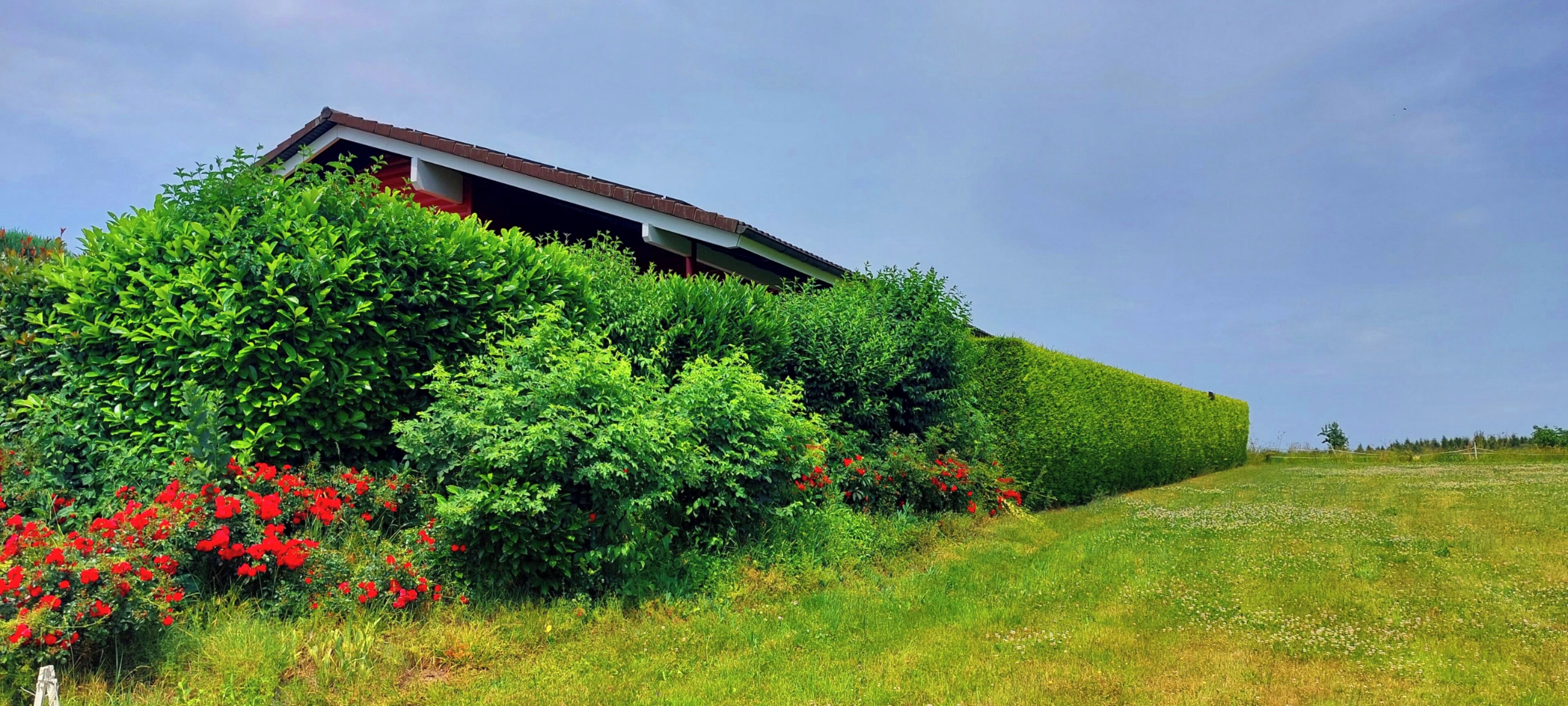 A building partially obscured by dense green foliage and red flowers.
