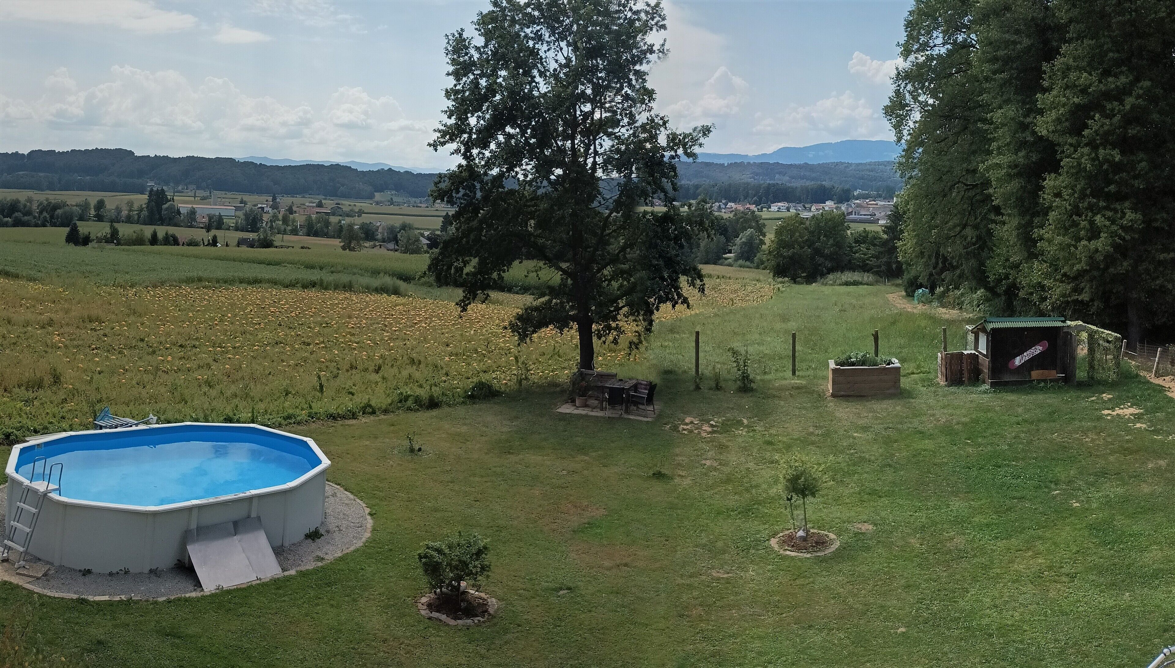 A residential area with a swimming pool, a tree, and a small garden.