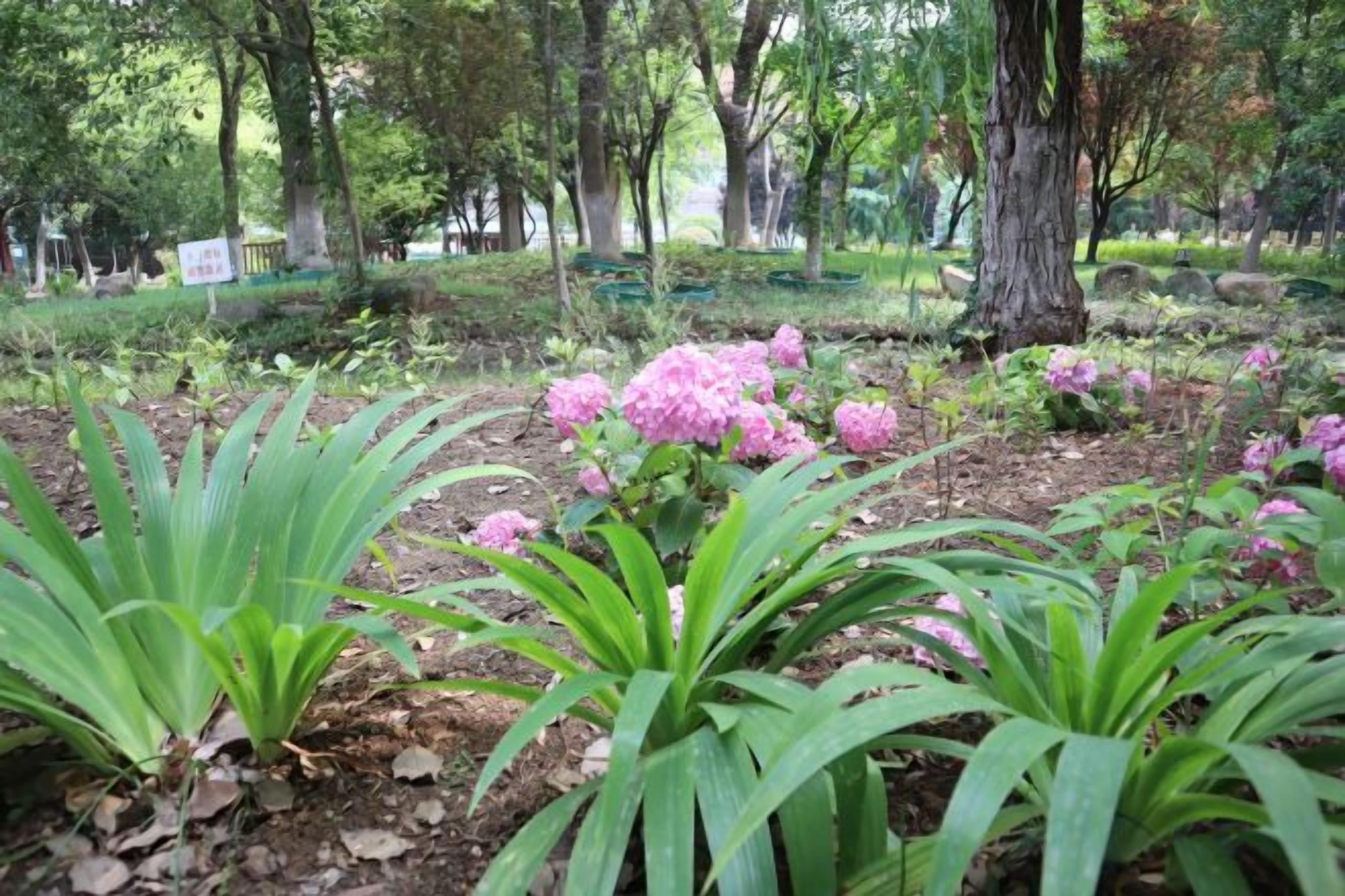 Un jardin où l’on trouve différentes espèces de plantes et d’arbres.