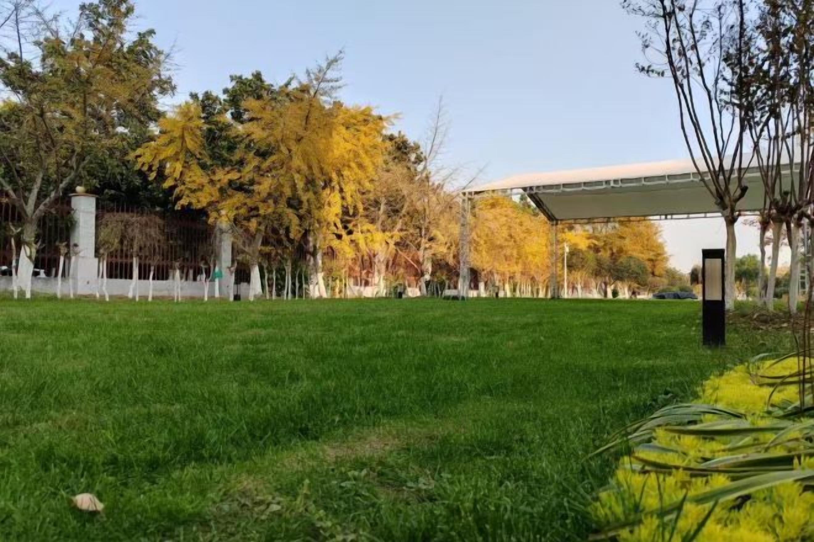 A grassy area with trees and a building in the background.
