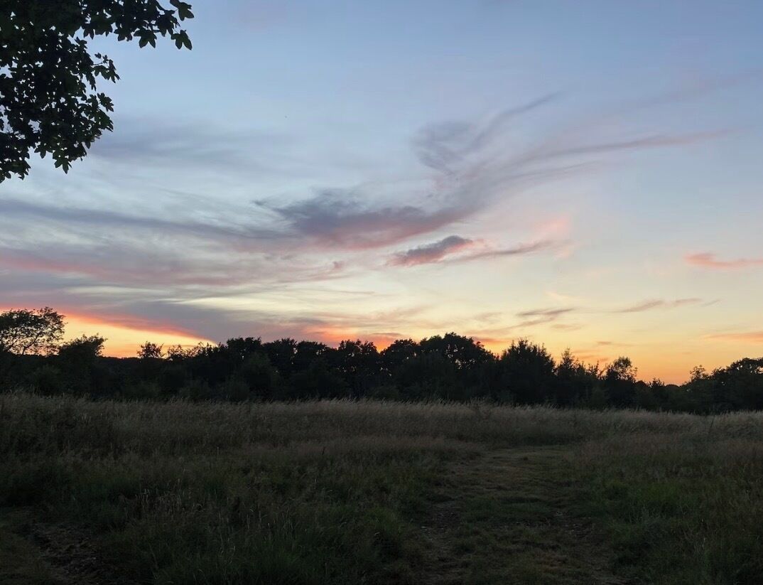Ein Sonnenuntergang über einem grasbewachsen Feld mit Bäumen in der Ferne.