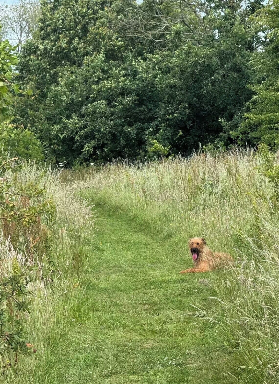 A dog lying on a grassy path surrounded by dense foliage.