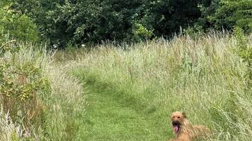 A dog lying on a grassy path surrounded by dense foliage.