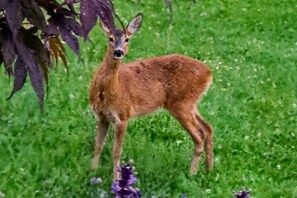 Un ciervo parado en un área con hierba y algunas flores moradas.