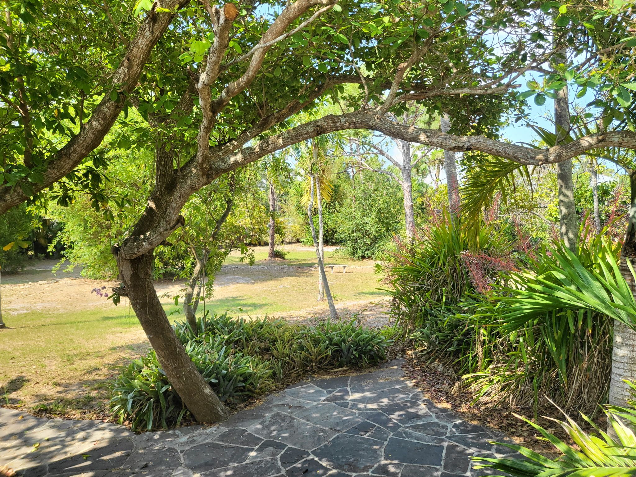 A stone pathway leading through a garden with various plants and trees.