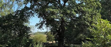 Un jardin agrémenté d’un grand arbre, de jardinières en pierre et d’une pelouse bien entretenue.