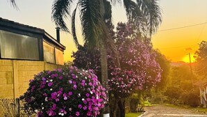 A residential area with a paved road, a palm tree, and flowering bushes.