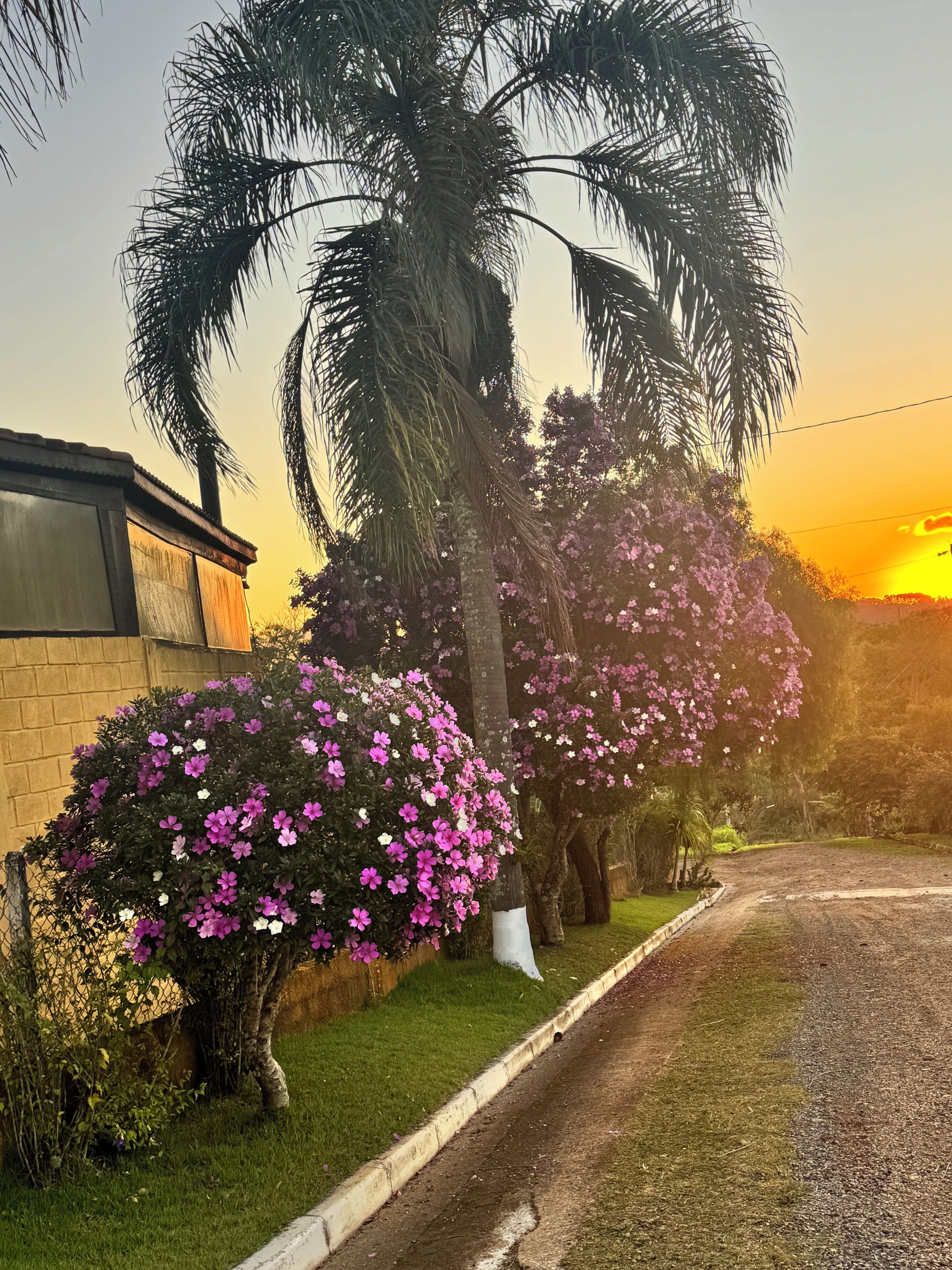 Un quartier résidentiel avec une route asphaltée, une maison en briques et un palmier aux fleurs violettes.
