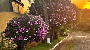 A residential area with a paved road, a brick house, and a palm tree with purple flowers.