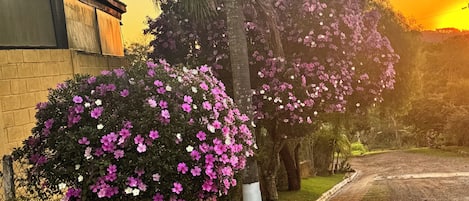 Un barrio residencial con una calle pavimentada, una casa de ladrillo y una palmera con flores púrpuras.