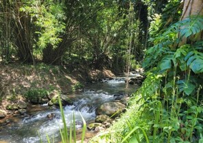 Un arroyo serpentea por un área boscosa con rocas y vegetación.