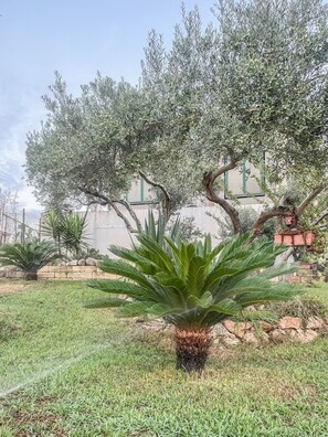 Ein Garten mit einer Palme, einem Olivenbaum und einem Gebäude im Hintergrund.