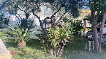 A garden with various plants, a tree, and a building in the background.