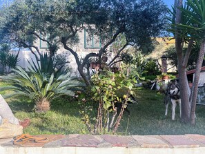 Un jardín con diversas plantas, un árbol y un edificio al fondo.