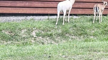 Cerf, Ramure, Cour, Ranch, Arrière-Cour, Renne, Cabane En Rondins