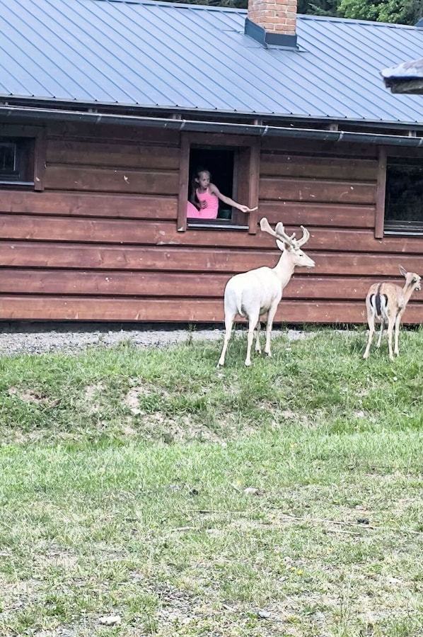 Ciervo, Cuerno, Yarda, Rancho, Patio Interior, Reno, Cuarto De Troncos