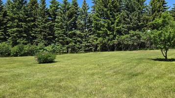 Un campo cubierto de hierba con una hilera de árboles al fondo.