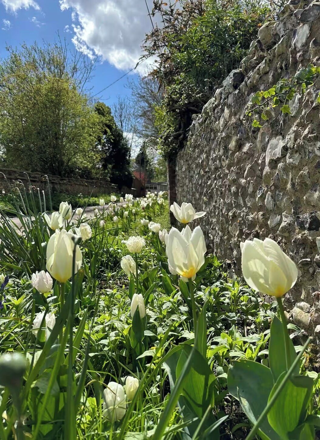 A garden with white tulips and a stone wall.