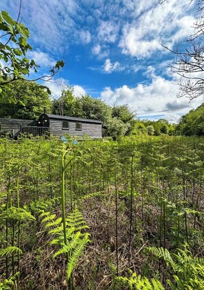 A rustic cabin surrounded by dense ferns and trees under a partly cloudy sky.