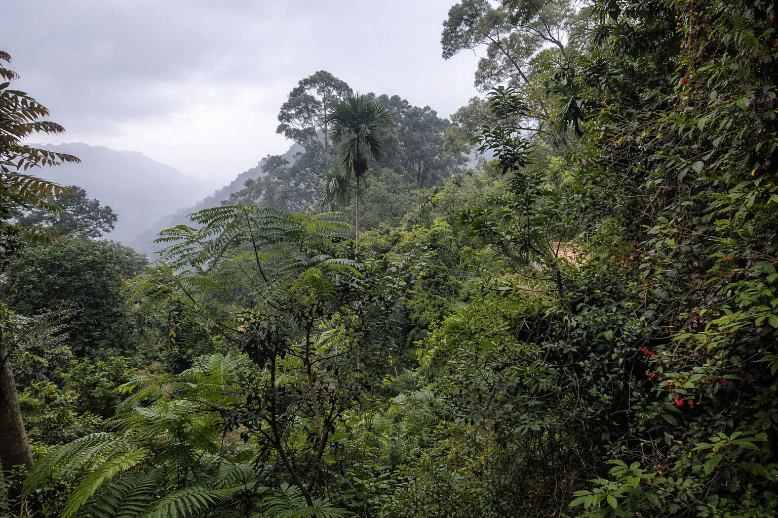 A dense forest with a variety of trees and foliage.