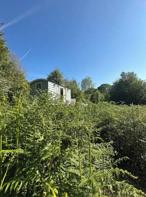 Une petite maison entourée d’un feuillage verdoyant et dense.