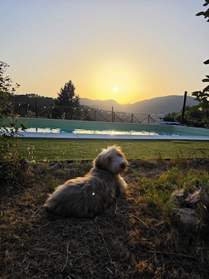 Un perro sentado sobre la hierba cerca de una piscina, con un atardecer al fondo.