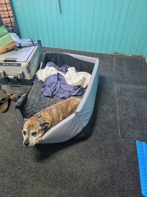 A dog lying in a pet bed with a grey and black crate and a blue brush in the background.