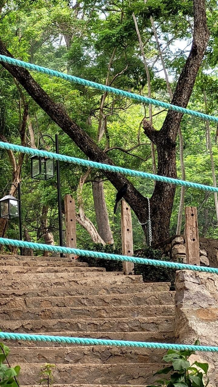 A rope bridge over a stone staircase in a forested area.