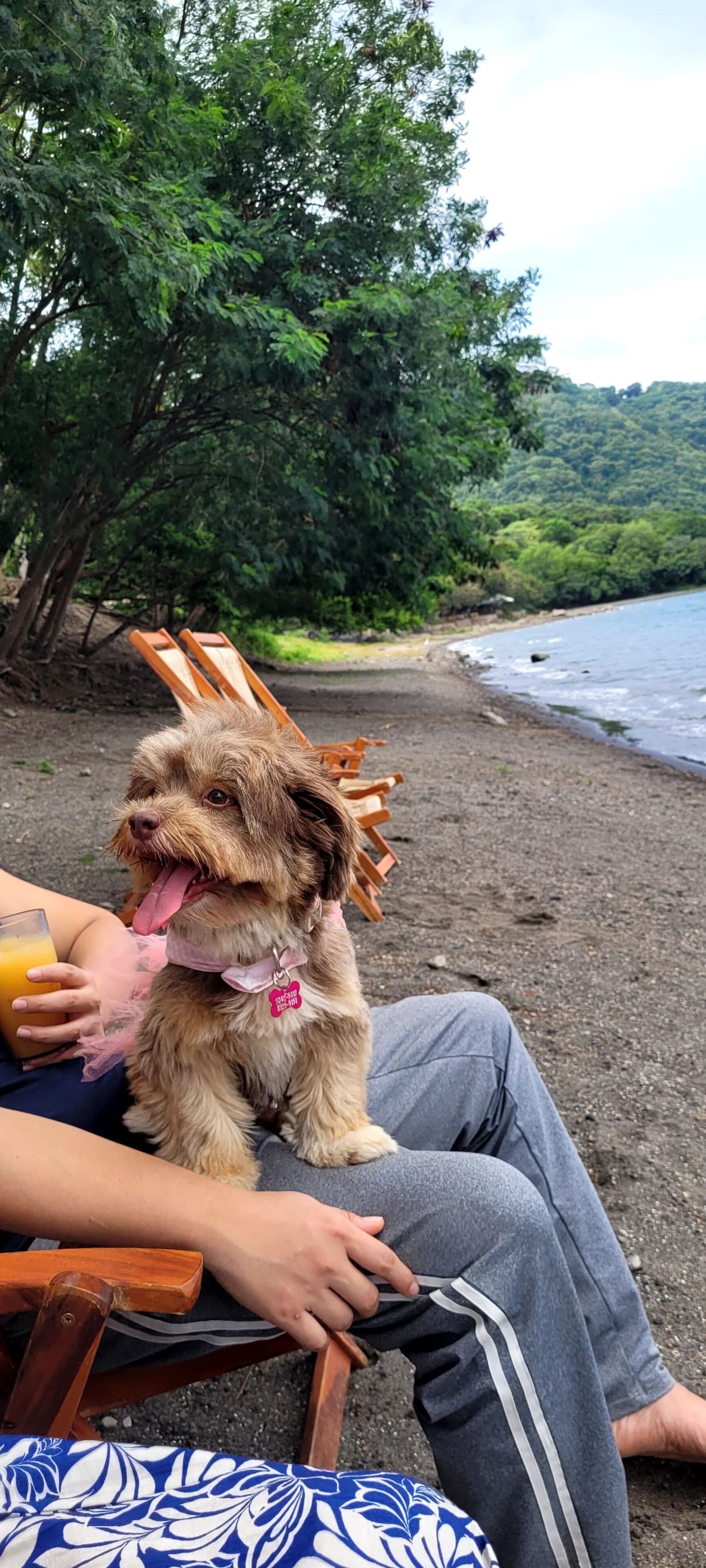 A person sitting on a chair with a dog on their lap, a beach with trees in the background, and a body of water.