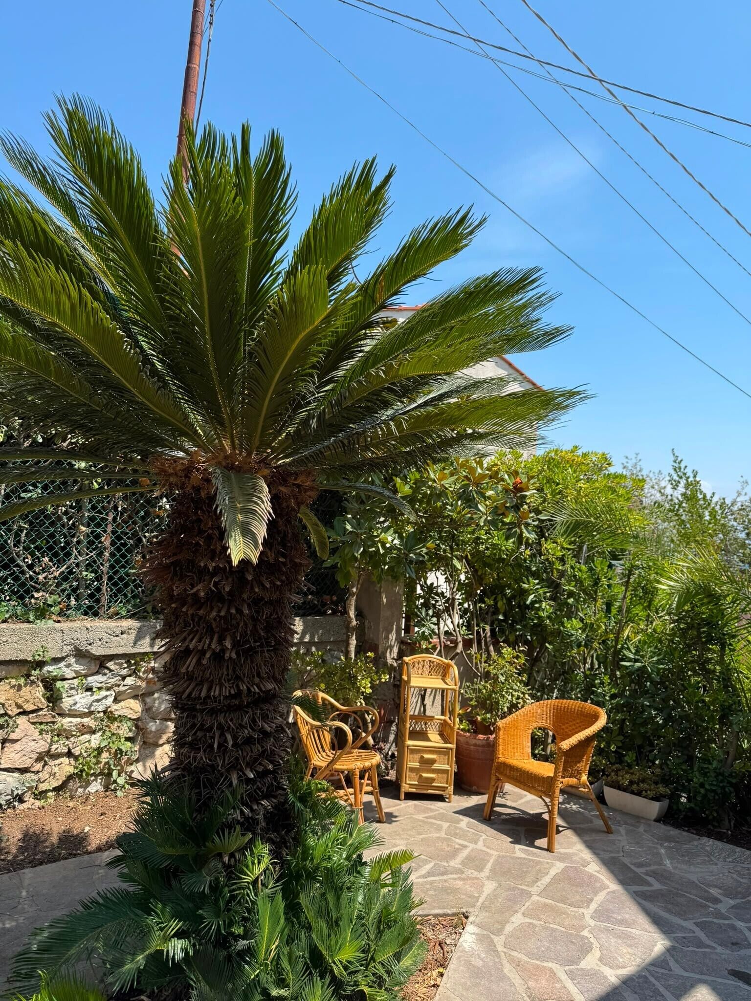 Un patio con una palmera, muebles de mimbre y una pared de piedra.