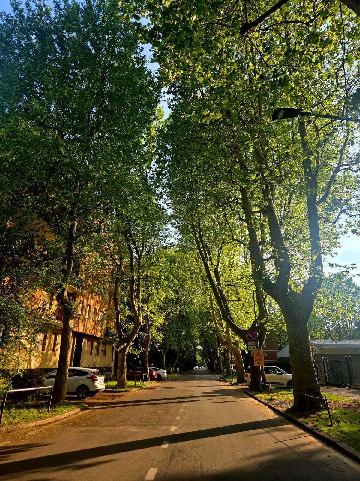 A tree-lined street with parked cars and a building with multiple windows.